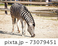 シマウマ 73079451