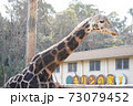 キリン 73079452