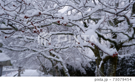 冬 雪の日吉馬場 冬 雪の日吉馬場 73079454