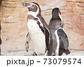 ペンギン 73079574
