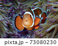 何見てんだよ 73080230
