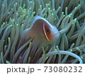 あっち向いてホイ 73080232