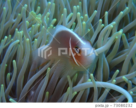 あっち向いてホイ 73080232