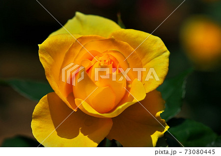 春に似合うイエロー 73080445