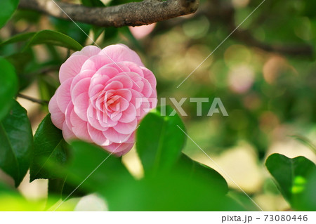 日本庭園を彩る椿の花 73080446