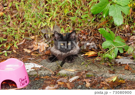 高級ブランド品の様な見事なファーを巻いた野良猫の子猫 73080900