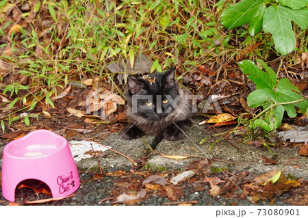 高級ブランド品の様な見事なファーを巻いた野良猫の子猫 73080901