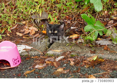 高級ブランド品の様な見事なファーを巻いた野良猫の子猫 73080903