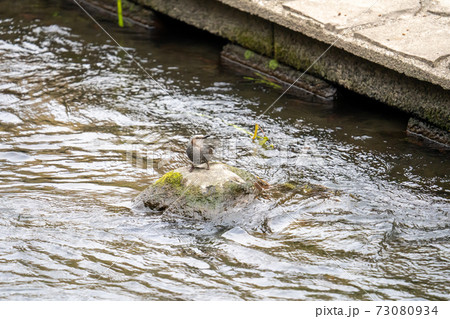 善福寺川で水を飲む鵯 ヒヨドリ の写真素材