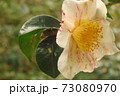 サザンカの花 サザンカの花 73080970