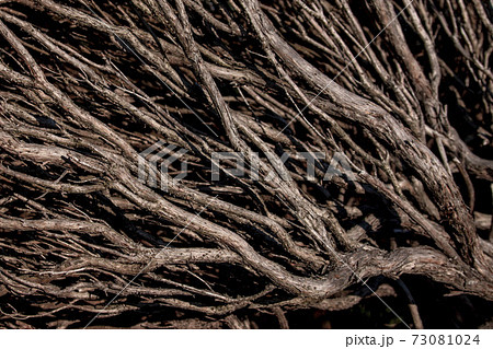 木質化したローズマリーの茎の写真素材