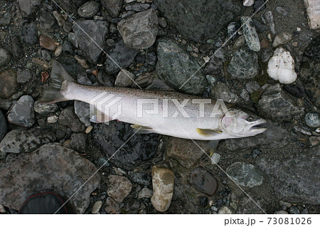 鱗がハッキリ浮き出てサイズも大きい。海から遡上してきたサクラマスだ 鱗がハッキリ浮き出てサイズも大きい。海から遡上してきたサクラマスだ 73081026