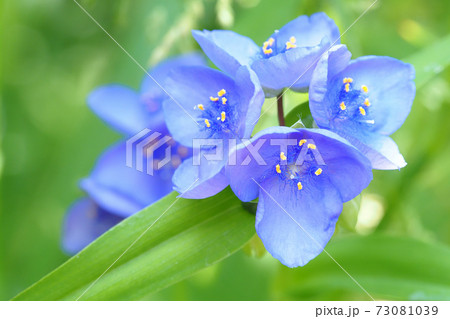 ムラサキツユクサの花 ムラサキツユクサの花 73081039