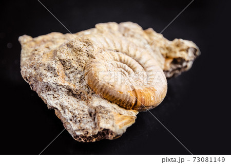 Ammonite fossil isolated on a black background 73081149