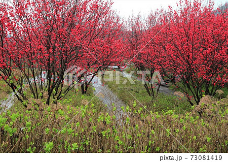 花桃の里 根尾路 65 岐阜県本巣市佐原 の写真素材