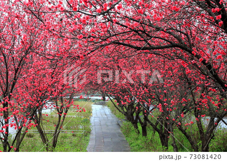 花桃の里：根尾路・66（岐阜県本巣市佐原） 73081420
