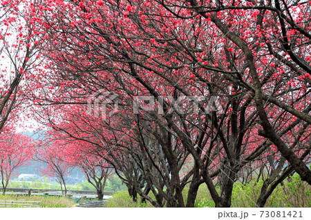 花桃の里 根尾路 67 岐阜県本巣市佐原 の写真素材