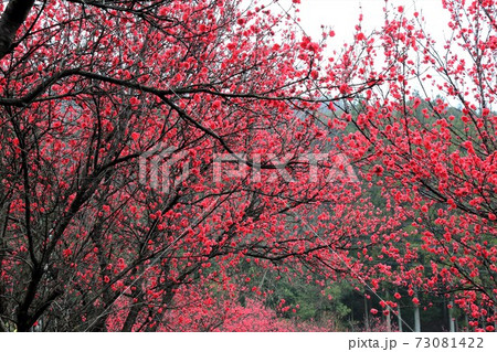 花桃の里 根尾路 68 岐阜県本巣市佐原 の写真素材
