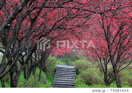 花桃の里 根尾路 70 岐阜県本巣市佐原 の写真素材