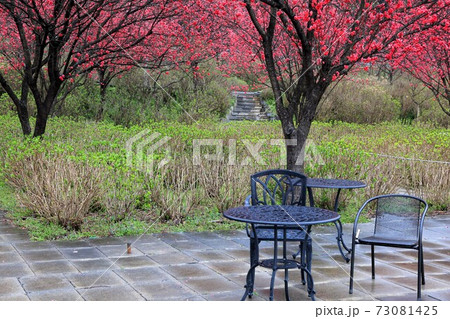 花桃の里 根尾路 71 岐阜県本巣市佐原 の写真素材