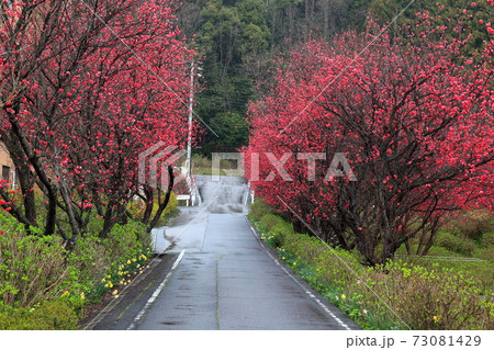 花桃の里 根尾路 75 岐阜県本巣市佐原 の写真素材