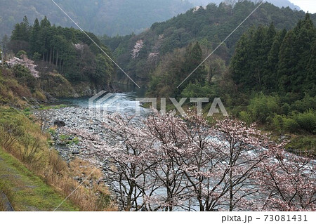 花桃の里 根尾路 77 岐阜県本巣市佐原 の写真素材