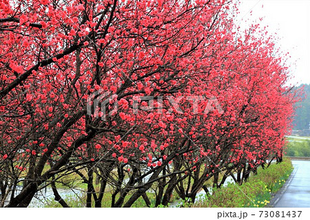 花桃の里 根尾路 岐阜県本巣市佐原 の写真素材