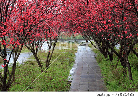 花桃の里 根尾路 岐阜県本巣市佐原 の写真素材