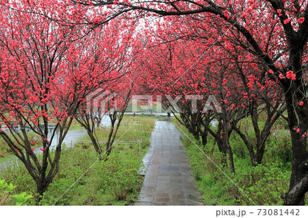 花桃の里：根尾路・87（岐阜県本巣市佐原） 73081442