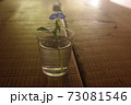 露草の逆光 露草の逆光 73081546
