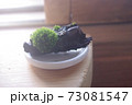 苔と流木のオブジェ 苔と流木のオブジェ 73081547
