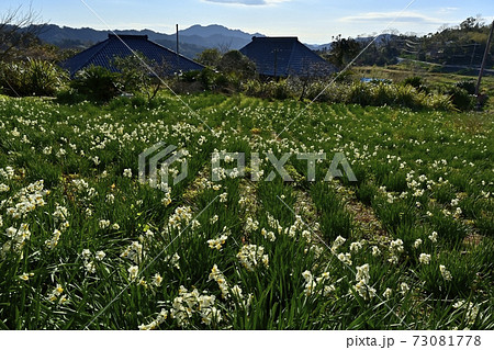 鋸南町大崩水仙郷の花咲く水仙畑 鋸南町大崩水仙郷の花咲く水仙畑 73081778