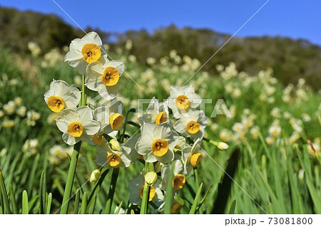 鋸南町大崩水仙郷の花咲く水仙畑 73081800