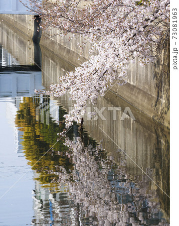 水面に映り込む桜 水面に映り込む桜 73081963