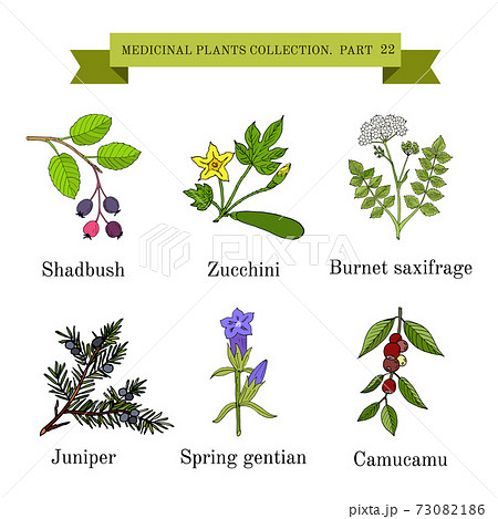 Vintage collection of hand drawn medical herbs and plants 73082186