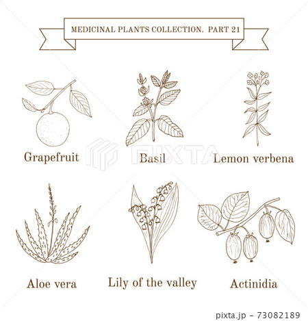 Vintage collection of hand drawn medical herbs and plants 73082189