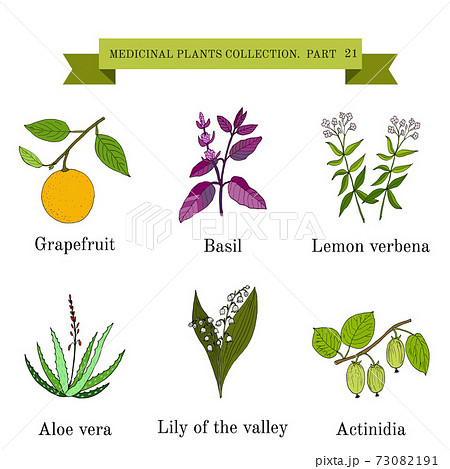 Vintage collection of hand drawn medical herbs and plants 73082191