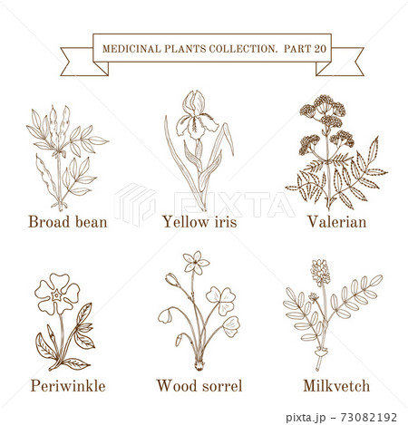 Vintage collection of hand drawn medical herbs and plants 73082192