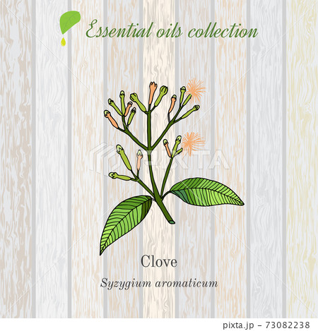 Clove, essential oil label, aromatic plant. Clove, essential oil label, aromatic plant. 73082238