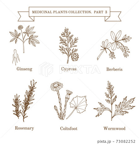 Vintage collection of hand drawn medical herbs and plants 73082252