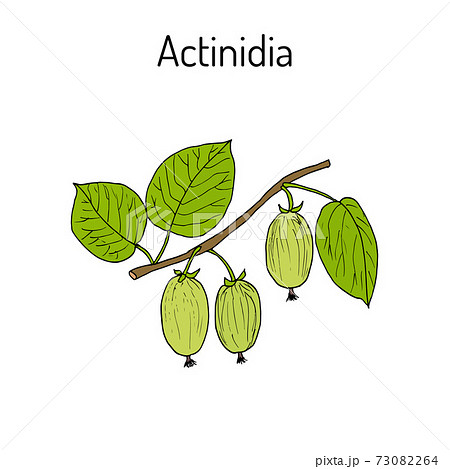 Actinidia kolomikta - medicinal plant Actinidia kolomikta - medicinal plant 73082264
