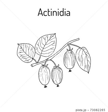Actinidia kolomikta - medicinal plant 73082265