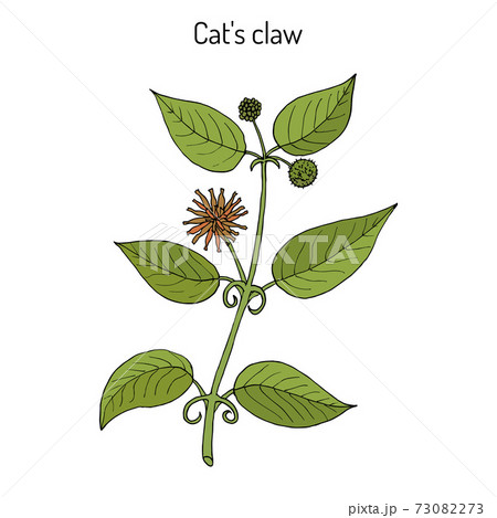 Cat s claw Uncaria tomentosa , or vilcacora, medicinal plant 73082273