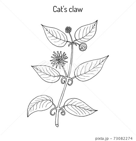 Cat s claw Uncaria tomentosa , or vilcacora, medicinal plant 73082274