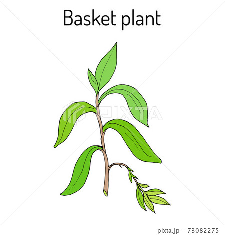 Basket plant Callisia fragrans , medicinal plant Basket plant Callisia fragrans , medicinal plant 73082275