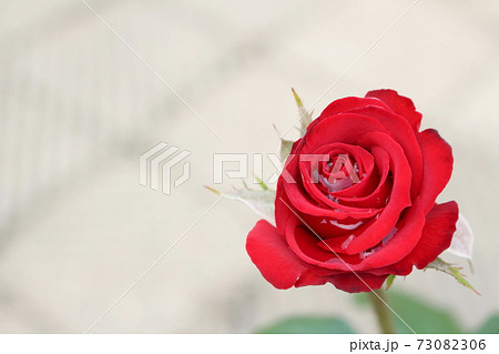 可憐に咲く一輪の赤い薔薇 可憐に咲く一輪の赤い薔薇 73082306