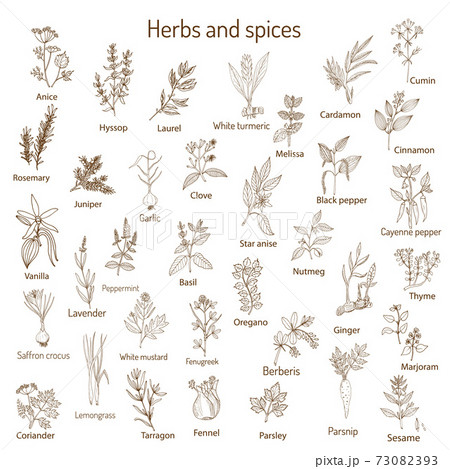 Hand drawn set of culinary herbs and spices 73082393