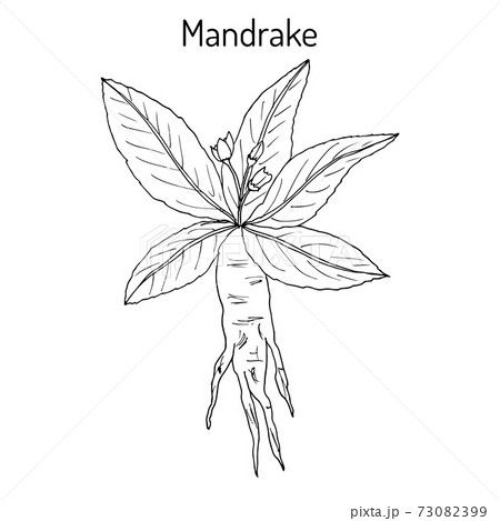 Mandrake Root Vector Character Isolated on White Stock Vector