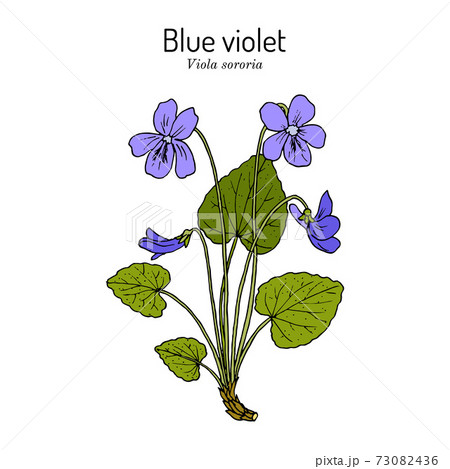 Blue Violet Viola Sororia Medicinal Plantのイラスト素材