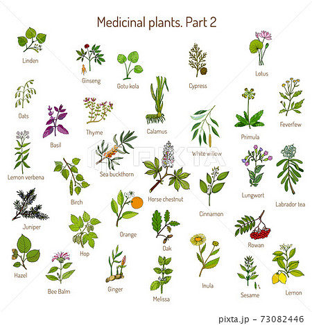 Vintage collection of hand drawn medical herbs and plants. Botanical set 73082446